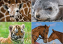 Animal Notepads