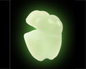 Glow in the Dark Tooth Container