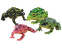 Large Squeaking Frog