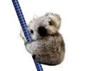 Koala Pencil Pal