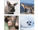 Baby Animal Sticker - Roll