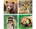 Baby Animal Sticker - Roll