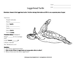 Research the Loggerhead Turtle