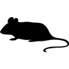 1069-Mouse