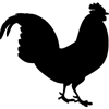 1125-Rooster-03
