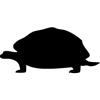 1191-Turtle-3