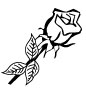 632_Rose1