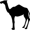 771-Camel-01