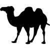 773-Camel-03