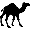 775-Camel-05