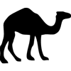 776-Camel-06