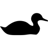 905-Duck-03