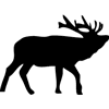 924-Elk-01