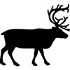 926-Elk-03