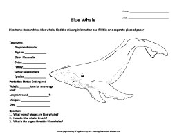 Research the Blue Whale