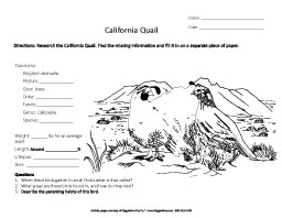 Research the California Quail