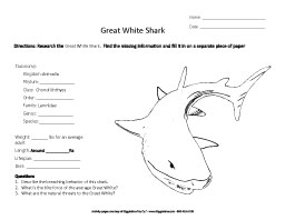 Research the Great White Shark